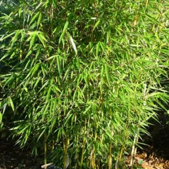 Arborix Bambous | - Bambou robusta - fargesia robusta - 60- 80 cm pot