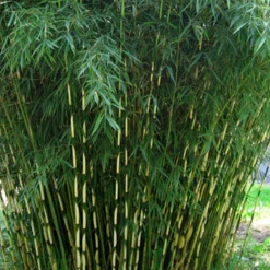 Arborix Bambous | - Bambou robusta - fargesia robusta - 60- 80 cm pot