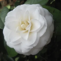 Arborix Plantes De Terre De Bruyère | - Camélia blanc - camellia japonica wit - 60-80 cm pot
