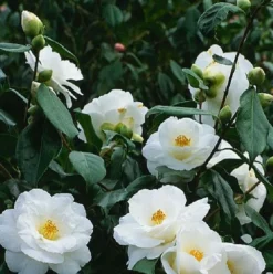 Arborix Plantes De Terre De Bruyère | - Camélia blanc - camellia japonica wit - 60-80 cm pot