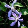 Arborix - Clématite 'arabella' - clematis 'arabella' - 50-60 cm pot Clearance