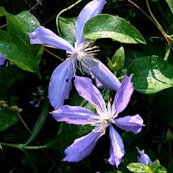 Arborix - Clématite 'arabella' - clematis 'arabella' - 50-60 cm pot Clearance