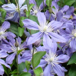 Arborix - Clématite 'arabella' - clematis 'arabella' - 50-60 cm pot Clearance