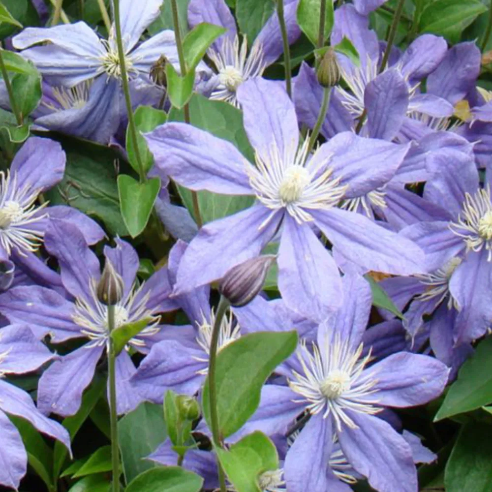 Arborix - Clématite 'arabella' - clematis 'arabella' - 50-60 cm pot Clearance