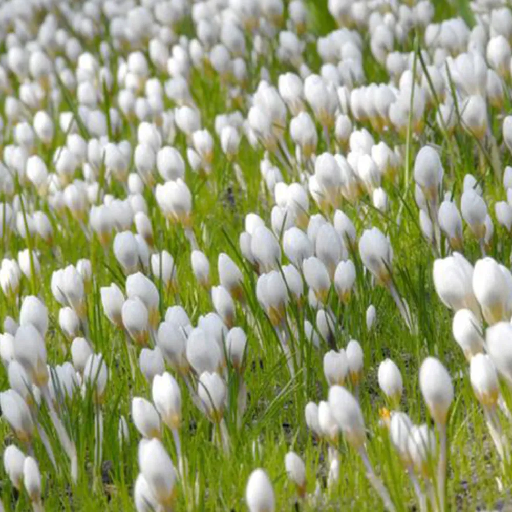 Arborix - 250 crocus ard schenk - 250 x crocus ard schenk Sale