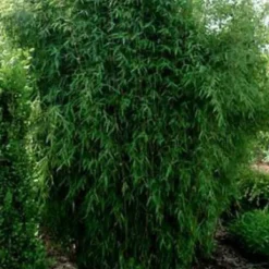 Arborix Bambous | - Fargesia nitida 'great wall' - fargesia nitida 'great wall' - 60- 80 cm pot