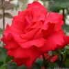 Arborix - Kordes eleganza® rosier - rosa 'grande amore'® Discount