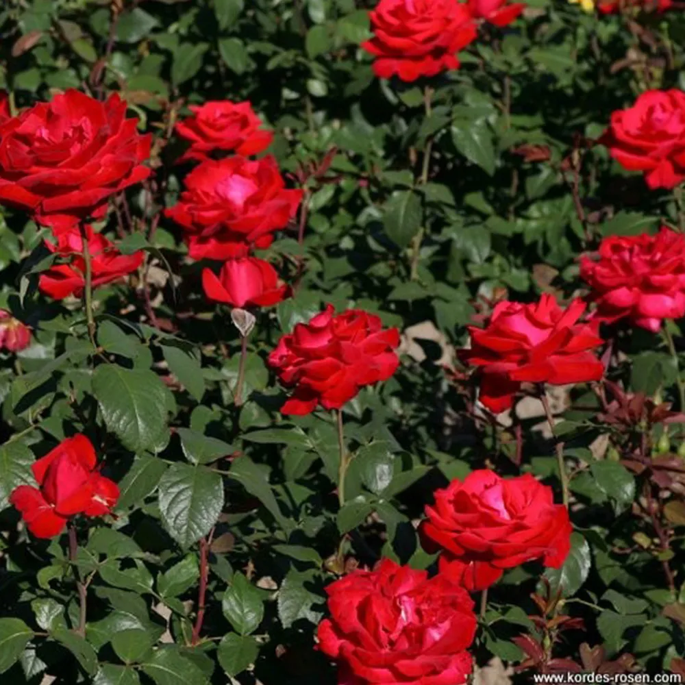 Arborix - Kordes eleganza® rosier - rosa 'grande amore'® Discount