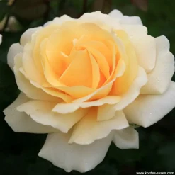 Arborix Rosiers | - Kordes eleganza® rosier - rosa 'winter sun'®