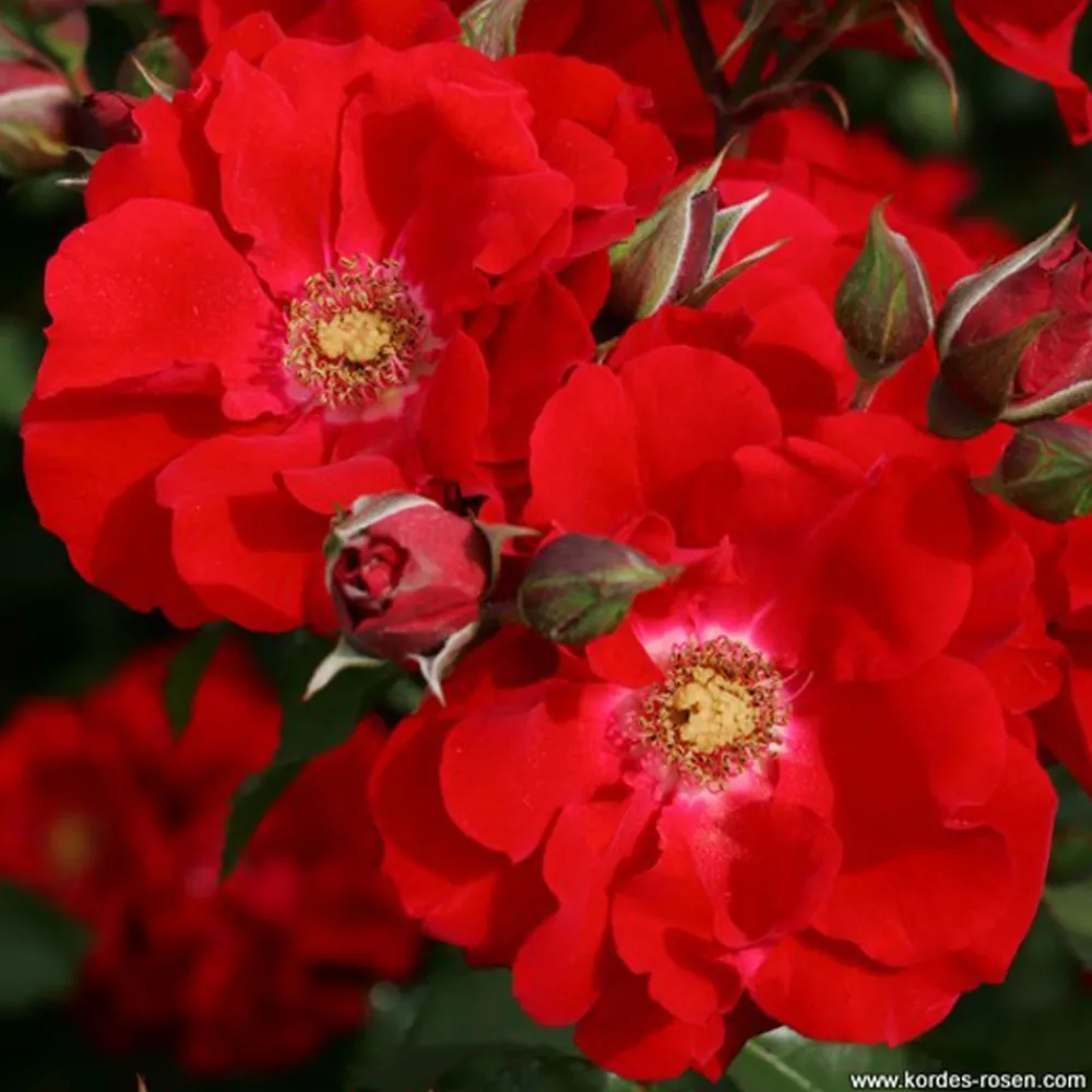 Arborix - Kordes eleganza® rosier - rosa 'roter korsar'® Clearance