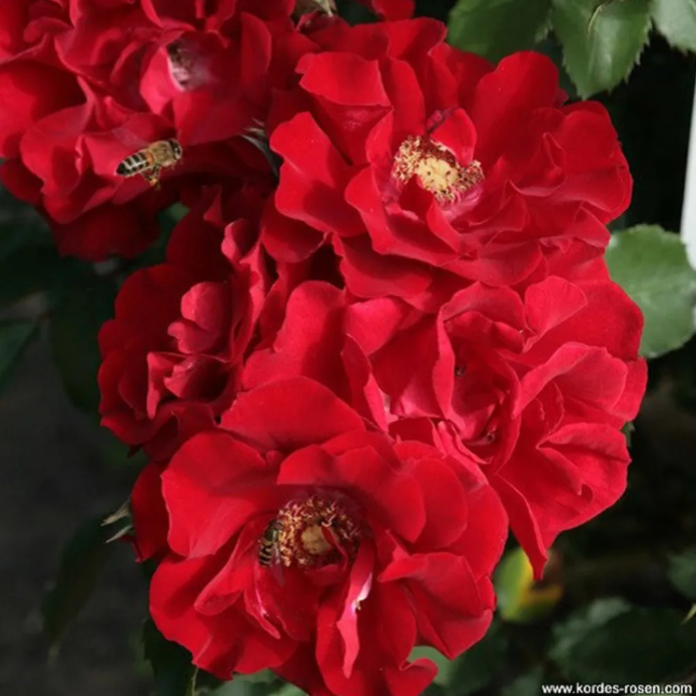 Arborix - Kordes eleganza® rosier - rosa 'roter korsar'® Clearance