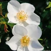 Arborix Rosiers | - Kordes nectar rosier - rosa 'escimo'