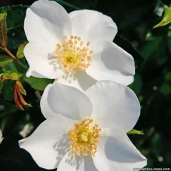 Arborix Rosiers | - Kordes nectar rosier - rosa 'escimo'