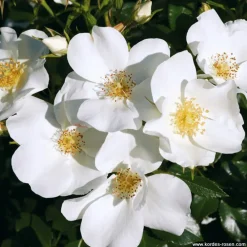 Arborix Rosiers | - Kordes nectar rosier - rosa 'escimo'