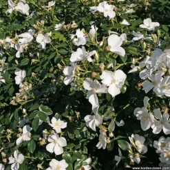 Arborix Rosiers | - Kordes nectar rosier - rosa 'escimo'