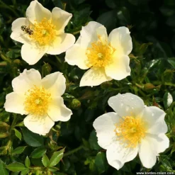 Arborix Rosiers | - Kordes nectar rosier - rosa 'sonnenröschen'®