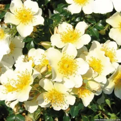 Arborix Rosiers | - Kordes nectar rosier - rosa 'sonnenröschen'®