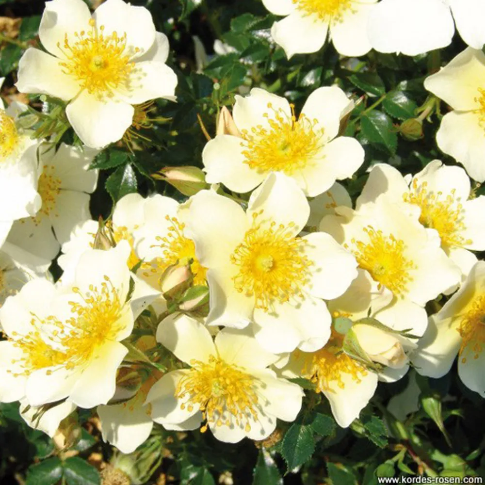 Arborix Rosiers | - Kordes nectar rosier - rosa 'sonnenröschen'®