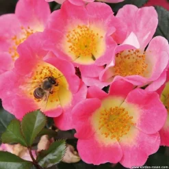 Arborix Rosiers | - Kordes nectar rosier - rosa 'topolina'