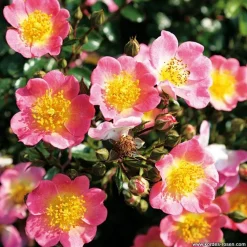 Arborix Rosiers | - Kordes nectar rosier - rosa 'topolina'