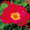 Arborix Rosiers | - Kordes nectar rosier - rosa 'weg der sinne'®