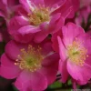 Arborix - Kordes nectar rosier - rosa 'lupo'®