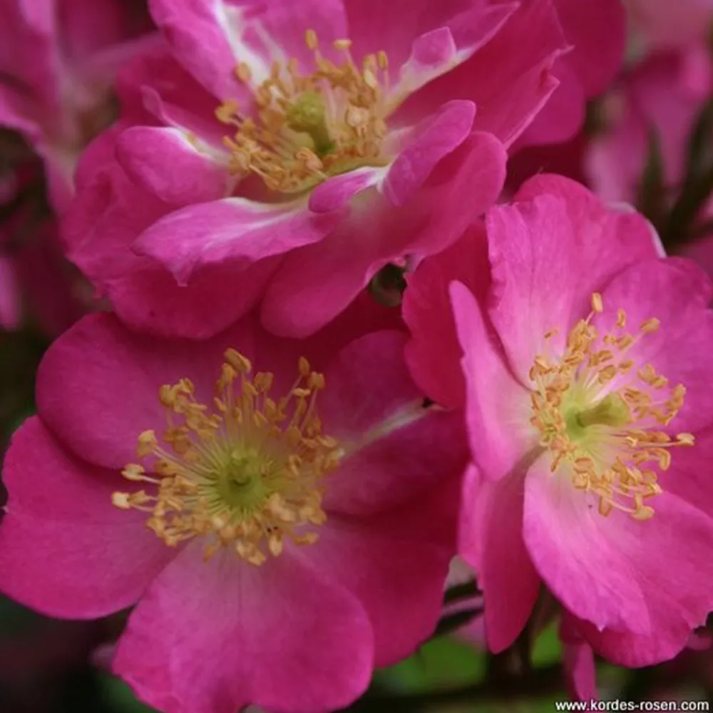 Arborix - Kordes nectar rosier - rosa 'lupo'®