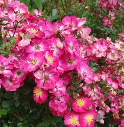 Arborix - Kordes nectar rosier - rosa 'lupo'®