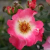 Arborix - Kordes nectar rosier - rosa 'dolomiti' Online