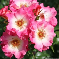 Arborix - Kordes nectar rosier - rosa 'dolomiti' Online