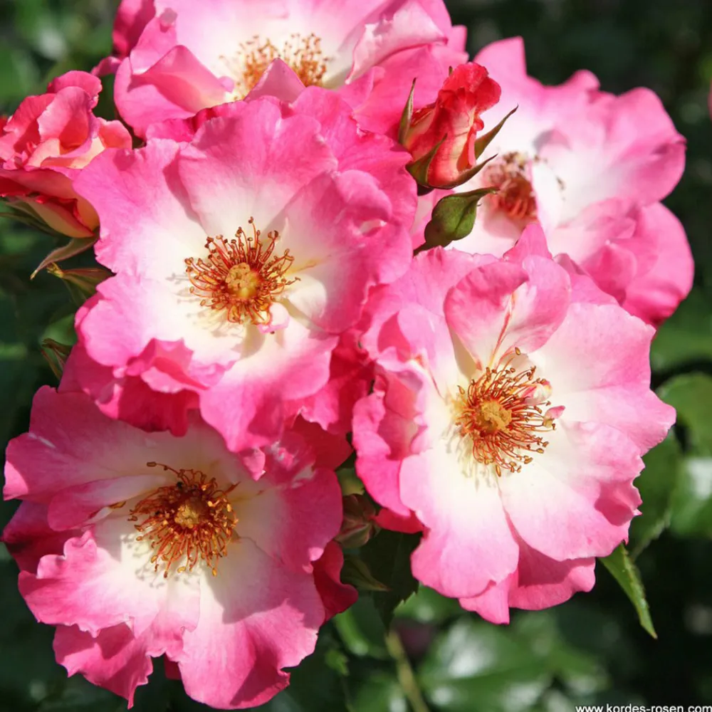 Arborix - Kordes nectar rosier - rosa 'dolomiti' Online