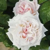Arborix - Kordes parfuma® rosier - rosa 'madame anisette'® Discount