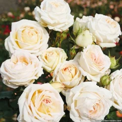Arborix - Kordes parfuma® rosier - rosa 'madame anisette'® Discount