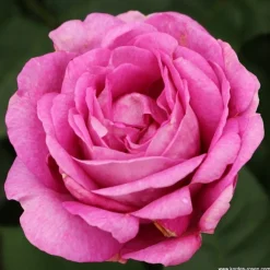 Arborix - Kordes parfuma® rosier - rosa 'carmen wurth'® Sale