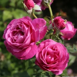 Arborix - Kordes parfuma® rosier - rosa 'carmen wurth'® Sale