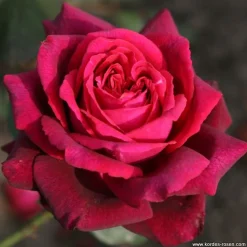 Arborix Rosiers | - Kordes parfuma® rosier - rosa 'gräfin diana'®