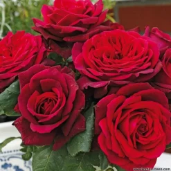 Arborix Rosiers | - Kordes parfuma® rosier - rosa 'gräfin diana'®