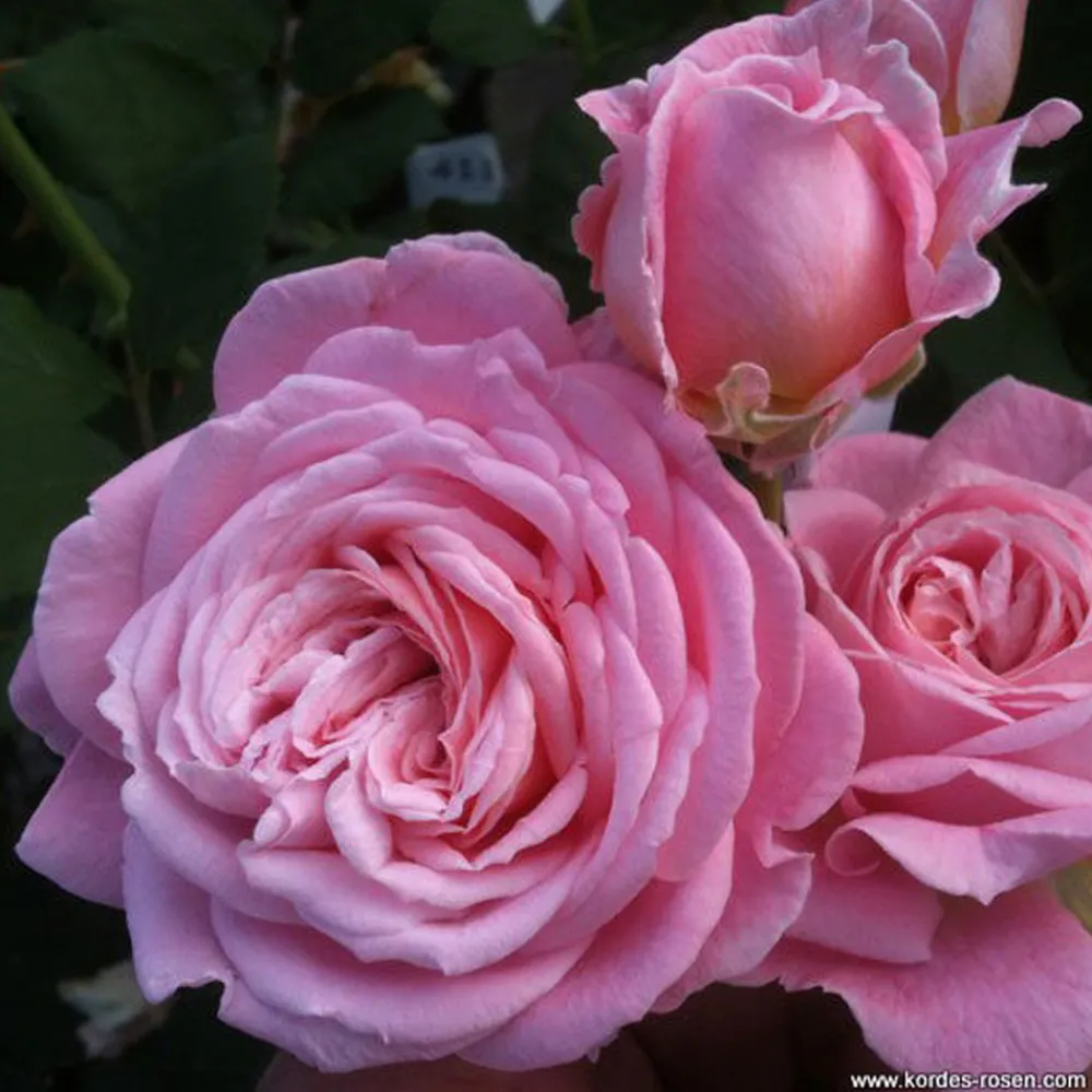 Arborix Rosiers | - Kordes parfuma® rosier - rosa 'rosengräfin marie henriëtte'®