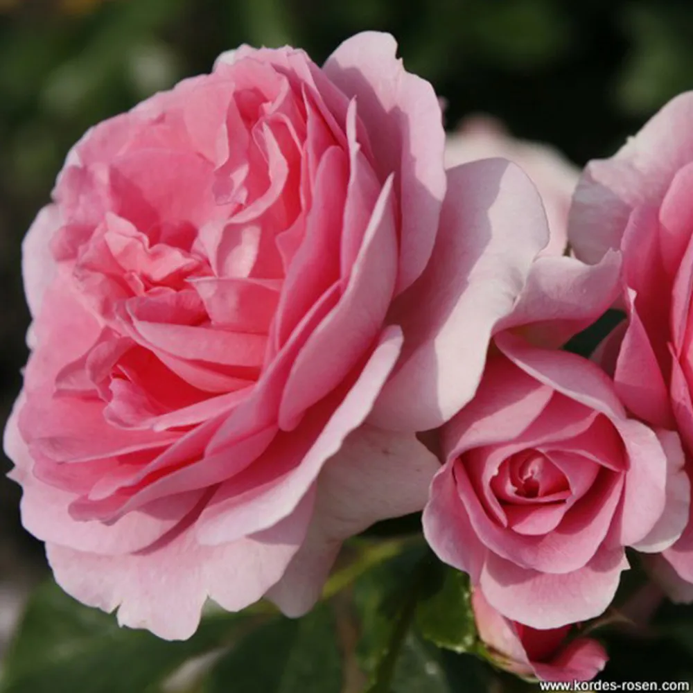 Arborix Rosiers | - Kordes parfuma® rosier - rosa 'rosengräfin marie henriëtte'®