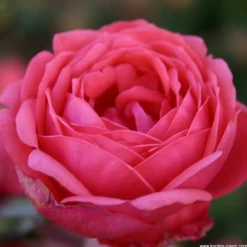 Arborix - Kordes parfuma® rosier - rosa 'garten princess marie josé'® New