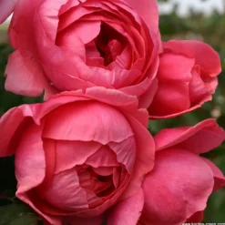 Arborix - Kordes parfuma® rosier - rosa 'garten princess marie josé'® New