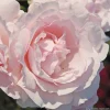 Arborix Rosiers | - Kordes parfuma® rosier - rosa 'constance mozart'®