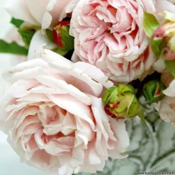 Arborix Rosiers | - Kordes parfuma® rosier - rosa 'constance mozart'®