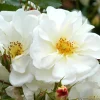 Arborix Rosiers | - Kordes rigo-rosier - rosa 'diamant'