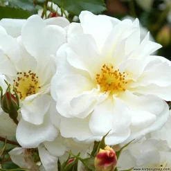 Arborix Rosiers | - Kordes rigo-rosier - rosa 'diamant'