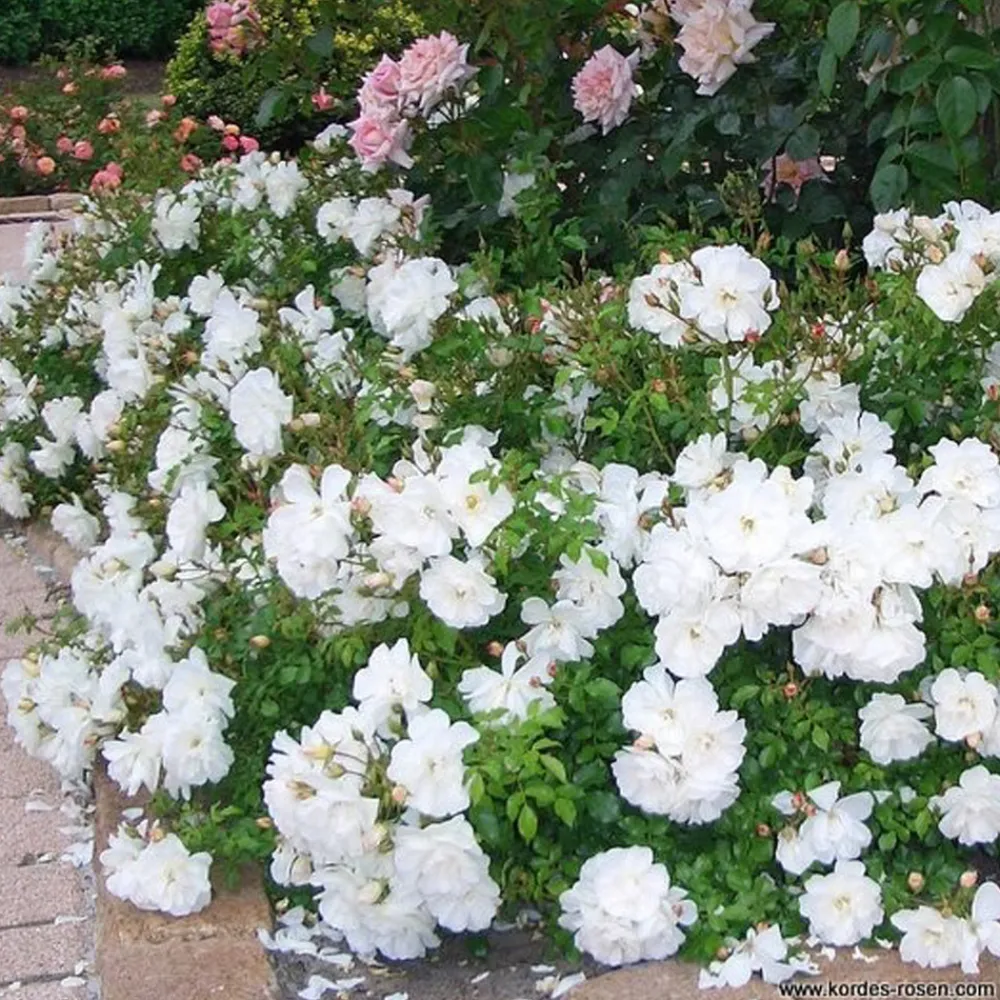 Arborix Rosiers | - Kordes rigo-rosier - rosa 'diamant'