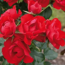 Arborix - Kordes rigo-rosier - rosa 'black forest'® Best