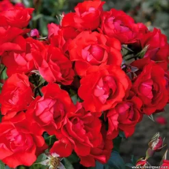 Arborix - Kordes rigo-rosier - rosa 'black forest'® Best