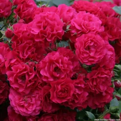 Arborix - Kordes rigo-rosier - rosa 'gärtnerfreude'® Clearance