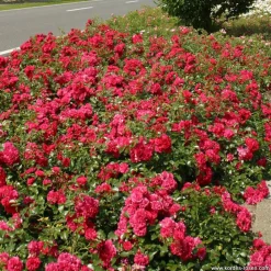 Arborix - Kordes rigo-rosier - rosa 'gärtnerfreude'® Clearance